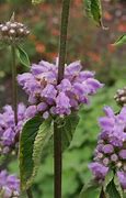 Image result for Phlomis taurica