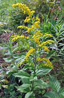 Image result for Solidago rugosa