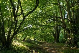 Image result for Woodland A1901