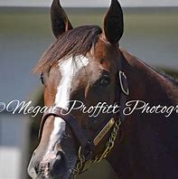 Image result for Racehorse Authentic