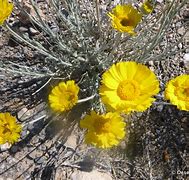 Image result for Mojave Desert Wildflowers