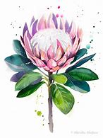 Image result for Watercolor Protea