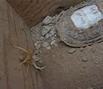 Image result for Biggest World Largest Camel Spider