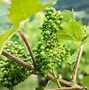 Image result for Tea Grape Flower