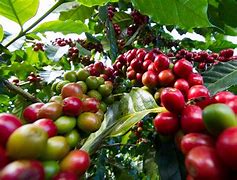 Image result for Organic Kenya Coffee
