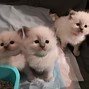 Image result for Small Ragdoll Kittens