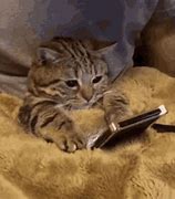 Image result for Disconnect Cat Meme GIF
