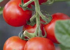 Solanum lycopersicum Bolstar Granda కోసం చిత్ర ఫలితం