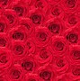 Image result for Most Beautiful Hot Pink Roses