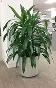 Image result for House Plant Identifier