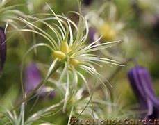 Image result for How to Deadhead Clematis