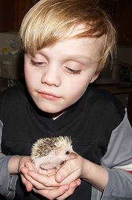 Image result for Hedgehog Relatives
