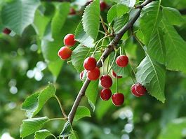 Image result for Prunus avium Tôt et Tard