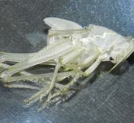 Image result for Grasshopper Exoskeleton
