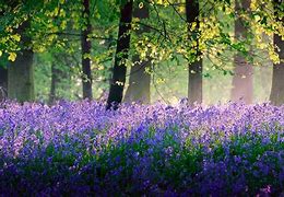 Image result for Beautiful Blue Flower Forest