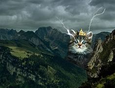 Image result for Epic Cat PFP