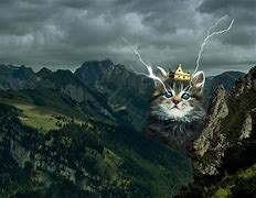 Image result for Epic Cat