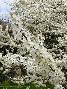 nomi di fiori bianchi in nome dei fiori prugnolo selvatico albero bianco fiorito nomi di fiori bianchi in nome dei fiori prugnolo selvatico albero bianco fiorito