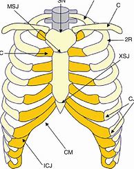 Image result for Thoracic Ver
