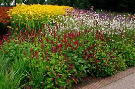Image result for PERSICARIA AMPL. FAT DOMINO