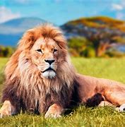 Image result for Most Popular Animal in the World