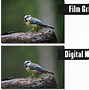 Image result for Grainy Photography
