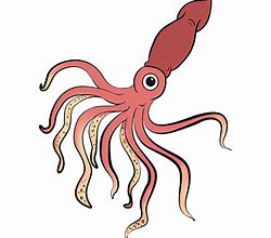 Image result for Simple Squid Drawing