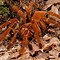 Image result for Large South African Spiders