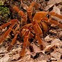 Image result for Big Ugly Spiders