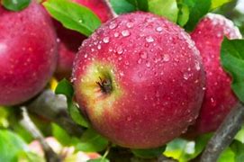 Image result for Apple Changing Color