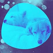 Image result for Puppy Anxiety Music