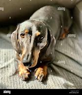 Image result for Dachshund Puppy Dog Eyes
