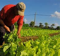 Image result for Agricultor