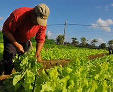 Image result for agricultoe