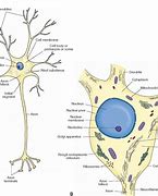 Image result for Nerve Cell or Neuron