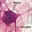 Image result for Nervous System Neurons
