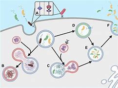 Image result for Trichomoniasis Bacteria