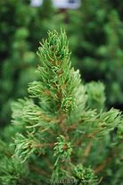 Image result for Picea glauca Rainbows end