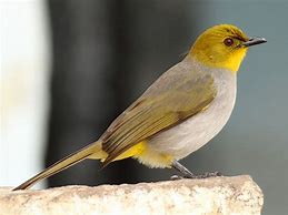 Image result for Yellow-throated Bulbul