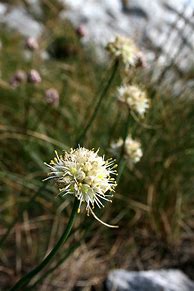 Allium saxatile に対する画像結果