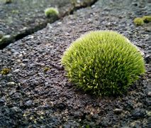 Image result for Planting Moss
