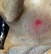 Image result for Pug Skin Problems Pictures