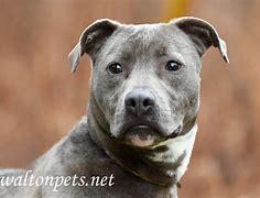 Image result for Silver Blue Pitbull