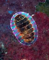Image result for Gumdrop Chitons