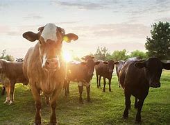 Image result for Cattle Farm