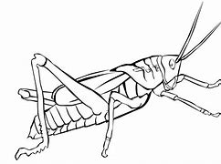 Image result for Grasshopper Printable