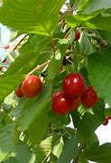 Billedresultat for Prunus avium Hedelfinger