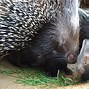 Image result for Baby African Porcupine