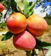 Image result for Fuji Apple Fruit Tree