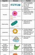 Image result for Cellular Biology